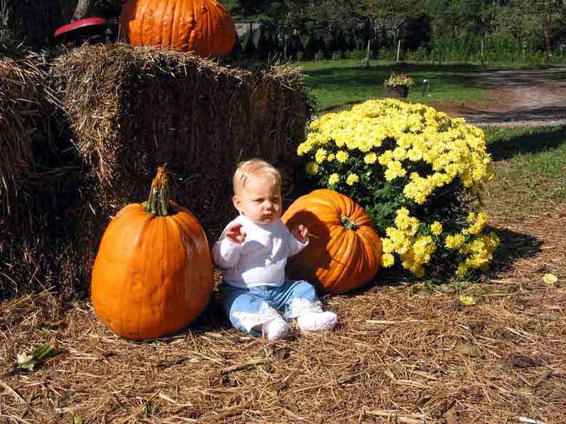 pumpkins_tn.jpg (4733 bytes)