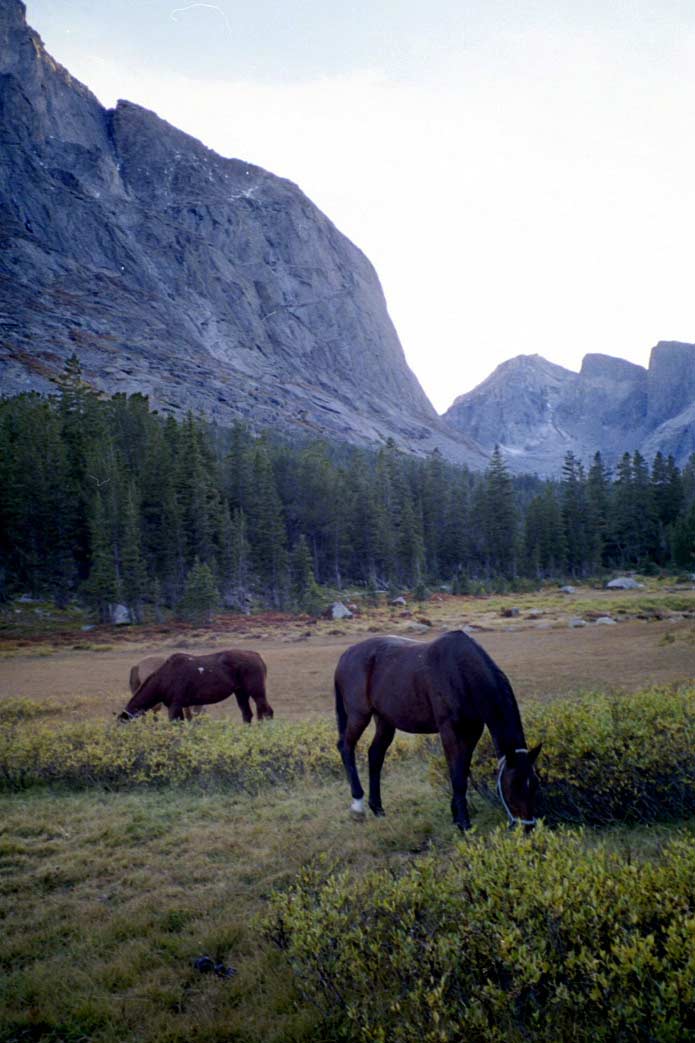 Another evening meadow picture.