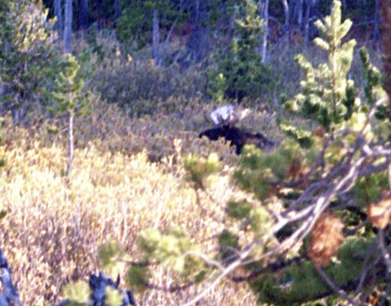 So, we finally make it to Smith Lake. Smith Lake is a very pretty lake set into a step glacially carved canyon. This makes for beauty but not for open grazing area for the horses. We proceeded to turn around and head for the last meadow that we had passed, one and a half miles back. We did get to see this bull moose on the way back though.